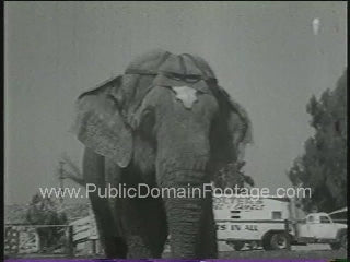 Elephant Carries Man by his Head